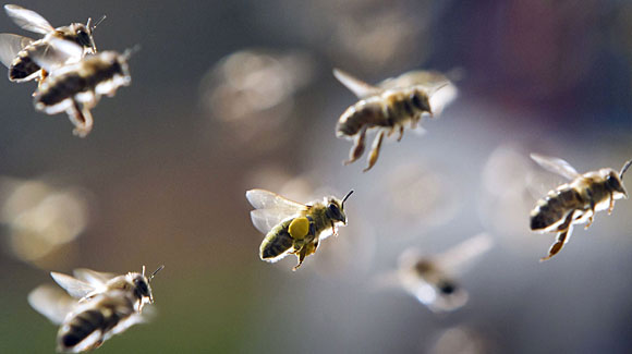 I love this photo of bees in flight; on some of them, you can clearly see their "baskets" full of pollen on their rear legs. Image from organizedchaos.com. 