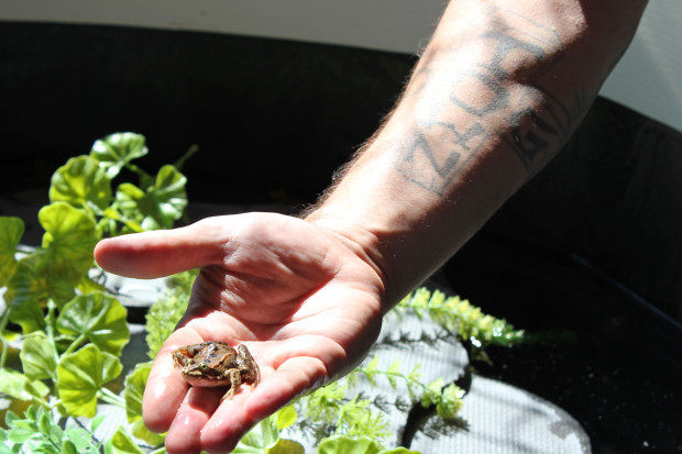 Anglemyer holding an federally threatened Oregon spotted frog. Photo credit: Sadie Gilliom