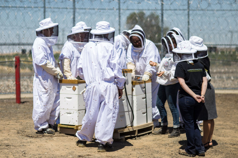 Mona Chambers, a professional beekeeper and founder of See The Bees, leads a hands-on session for ten beekeeping students at Washington State Penitentiary; the program also has two knowledgeable staff sponsors, and support from SPP-Evergreen staff.  Photo by Ricky Osborne.