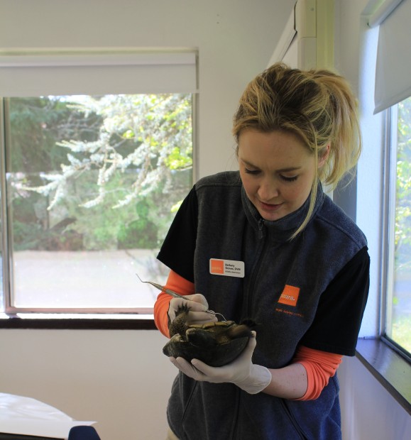 Dr. Bethany examines turtle prior to release. Photo by SPP Manager Kelli Bush