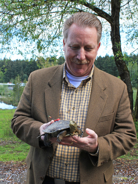 Steve holds a western pond turtle just before releasing it in a Pierce County wetland. The endangered species received care from conservation technicians at Cedar Creek Corrections Center. Photo by Kelli Bush. 
