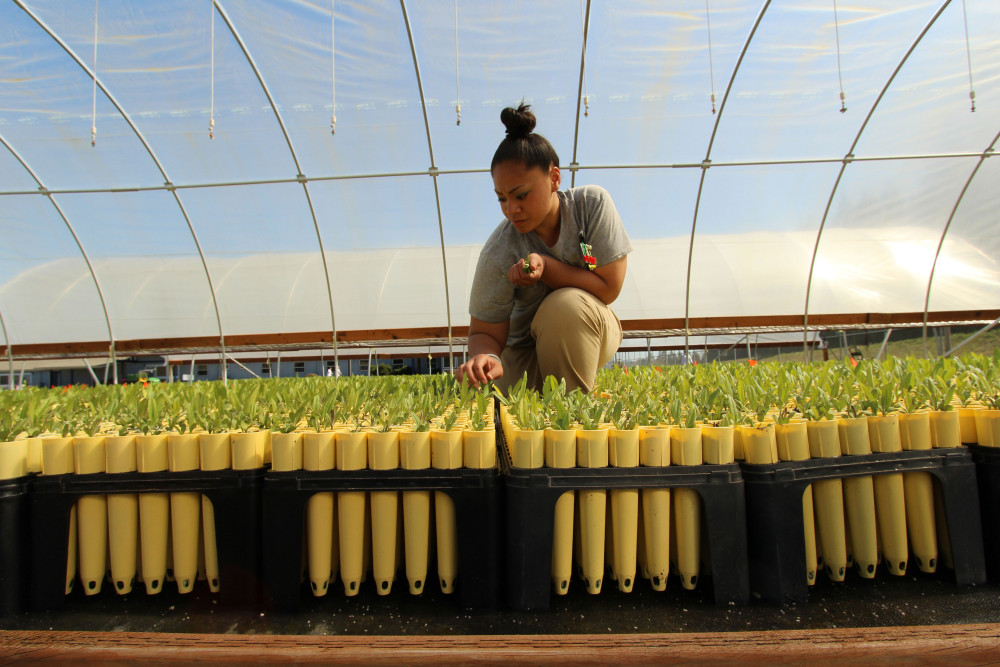 Conservation technician Lerissa Iata checks on prairie species growing in the hoop house at Washington Corrections Center for Women. 