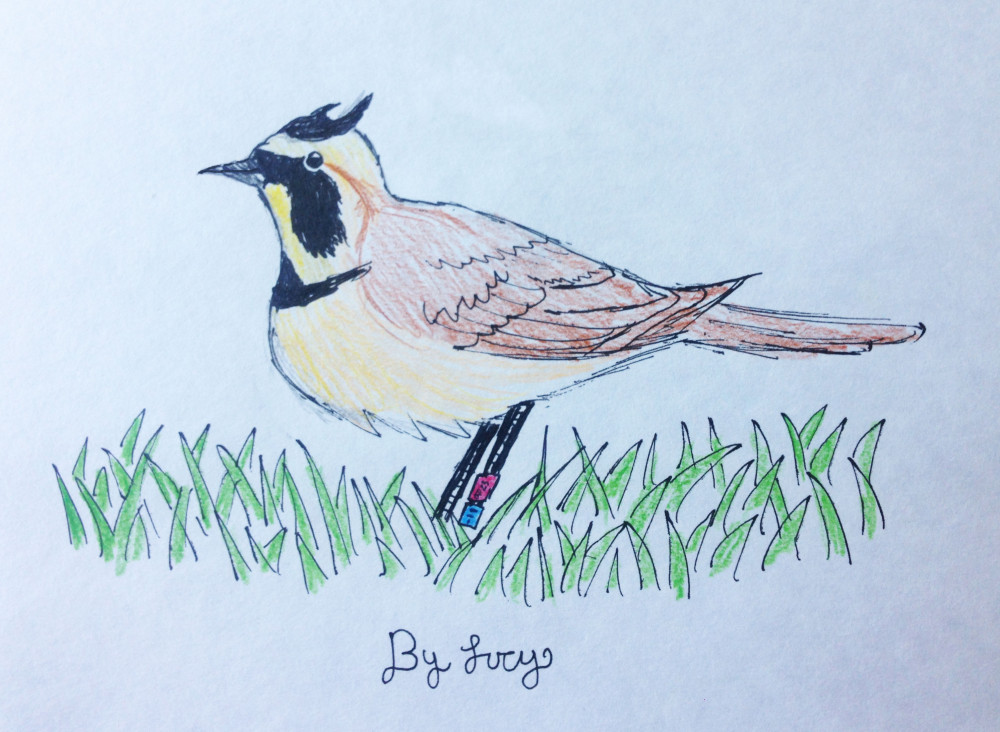 horned-lark-by-Lucy