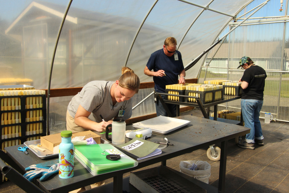 Conservation technicians Stephanie Boyle makes tags to label seed lots sown. 