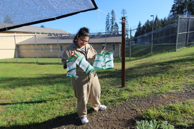 Eva Ortiz juggles multiple breeding tents while trying to find optimal breeding conditions. 