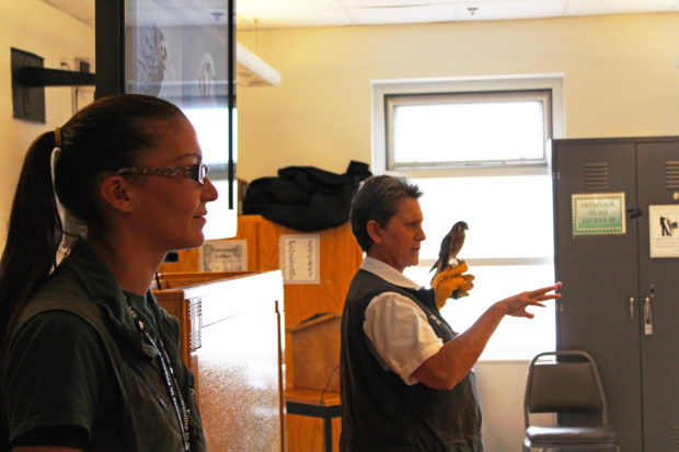 Deb Wilbur of West Sound Wildlife Shelter describes the habits of kestrels, North America's smallest falcon.
