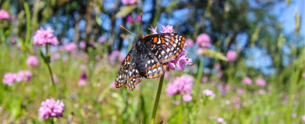 One of Mission Creek's captively bred Taylor's checkerspot butterflies basking shortly after released on Joint Base Lewis-McChord. 
