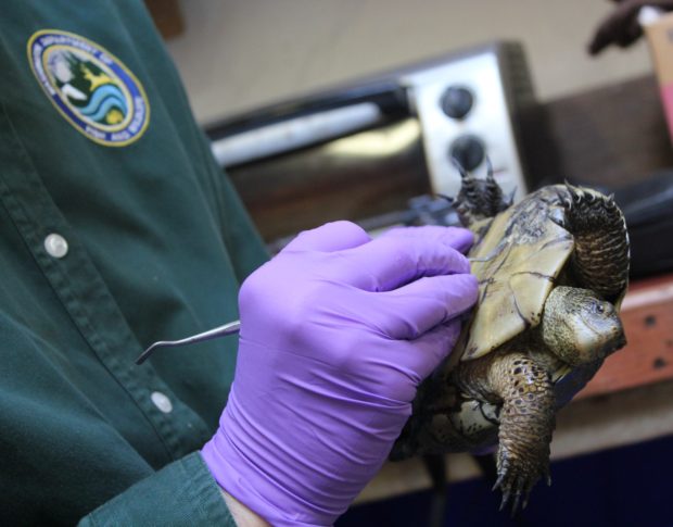 Tammy examining a turtles shell