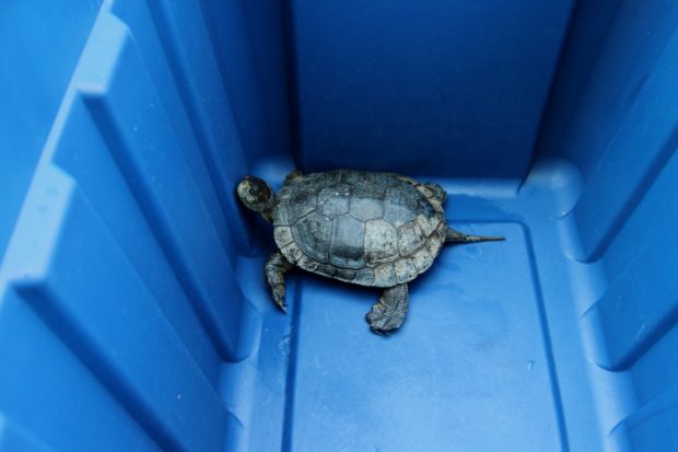 Larch Turtle Ready for Release
