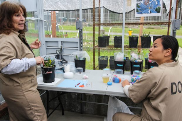 Butterfly technicians Cynthia Fetterly and Jessica Stevens discuss egg collection strategies. 