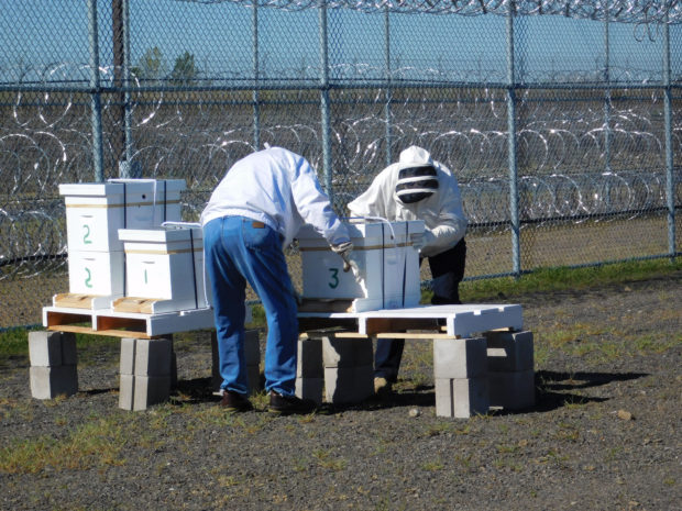 Setting up the new beehives on arrival. Photo by DOC Staff.