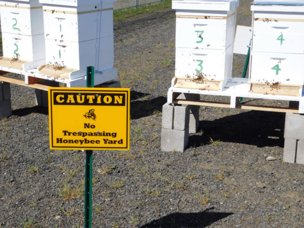 The four beehives will provide an educational opportunity in sustainability and help improve local community for AHCC. Photo by DOC Staff.