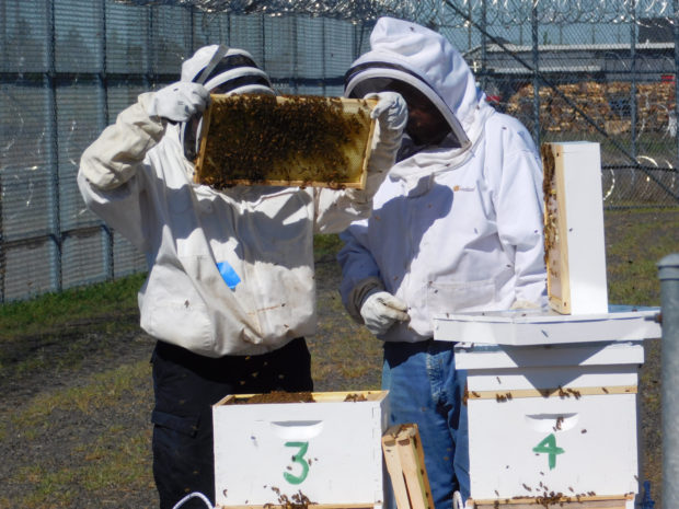 Two incarcerated individuals begin their educational work with the honeybees. Photo by DOC Staff. 