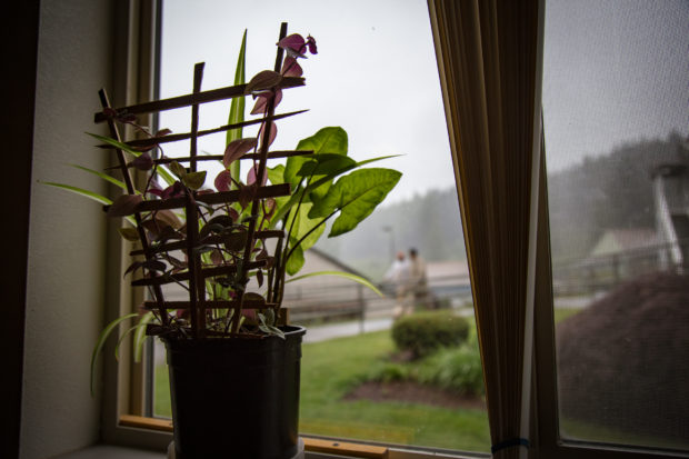 A houseplant in one of the living units. Photo by Ricky Osborne.