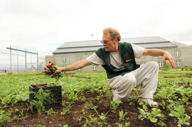 An inmate gardener harvests high quality radishes outside his living unit. Each living unit has its own garden, and each has its own personality. The three gardeners who were tending this one with enormous enthusiasm.