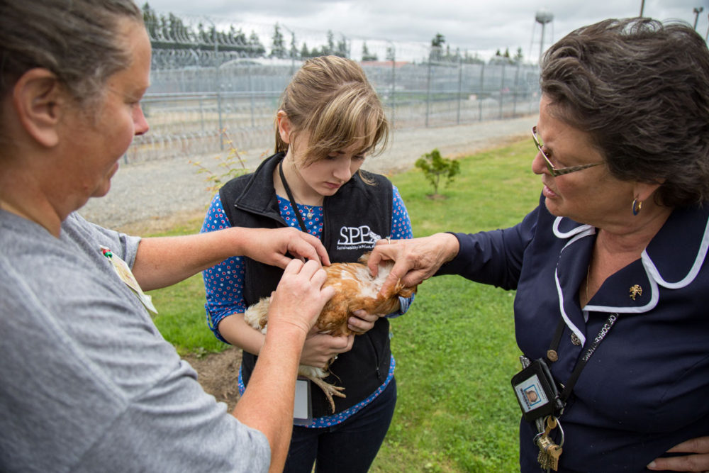 Incarcerated, student, and DOC staff partners care for (and about) a chicken at Washington Corrections Center for Women. Photo by Ricky Osborne. 