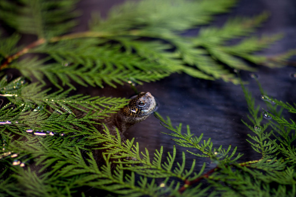 A turtle receiving care at Cedar Creek Corrections Center pokes its nose above water. Photo by Ricky Osborne. 