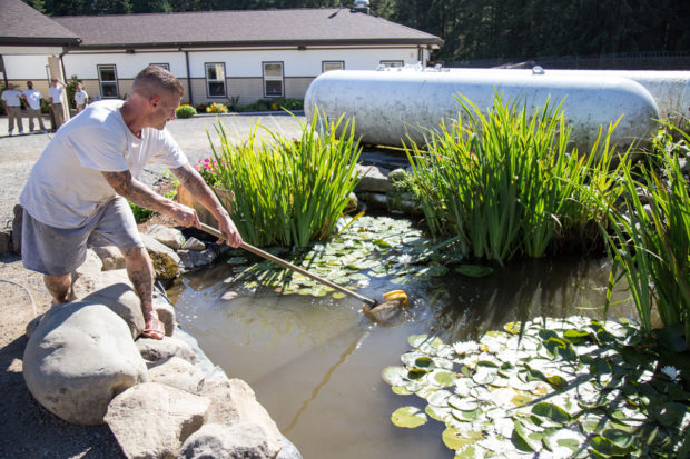 Jeff Burch cleans the pond outside his living unit at Olympic Corrections Center; he said, "This is what I do in my free time. This is my peace of mind." Photo by Ricky Osborne.
