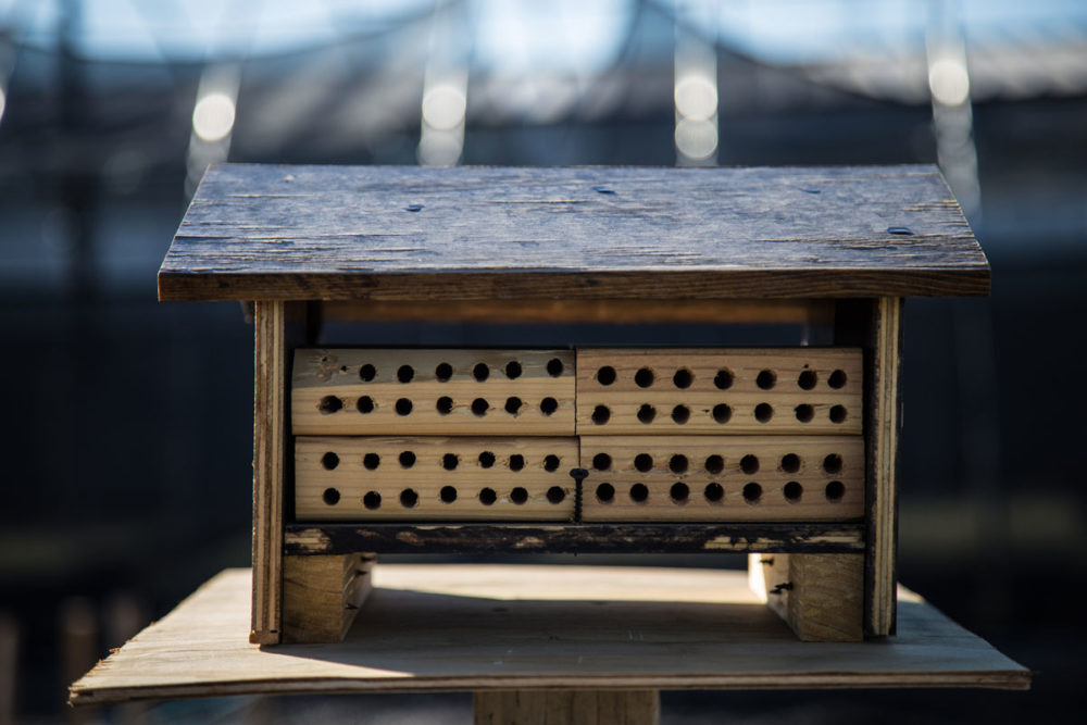 CRCC was the first prison in the nation to be LEED Gold certified. Understandably, a high sustainability rating comes with water use restrictions, and the main campus cannot have the vibrant food and flower gardens typical of WA prisons. Instead, staff have focused on native plants and wildlife habitat structures, like this mason bee house. Photo by Ricky Osborne. 