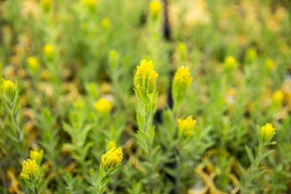 Since 2013, WCCW has hosted a prairie plant nursery, one of three in WA prisons. Supported by partners from Evergreen and natural resource agencies, technicians cultivated native paintbrush (Castilleja) in deep, narrow containers that encourage the root system needed to survive out-planting. Photo by Ricky Osborne. 