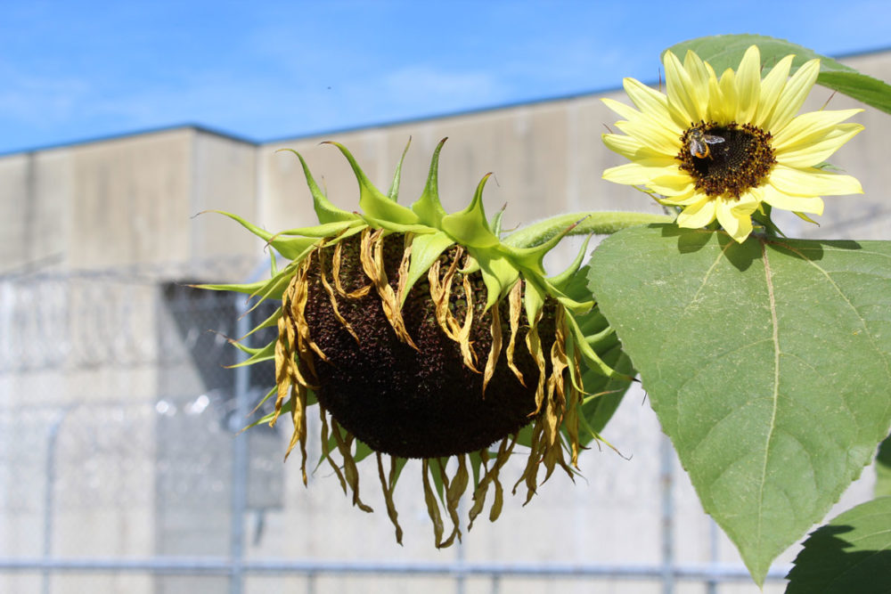 A honeybee works one of the many sunflowers next to a living unit at Washington Corrections Center for Women. Photo by Joslyn Rose Trivett.