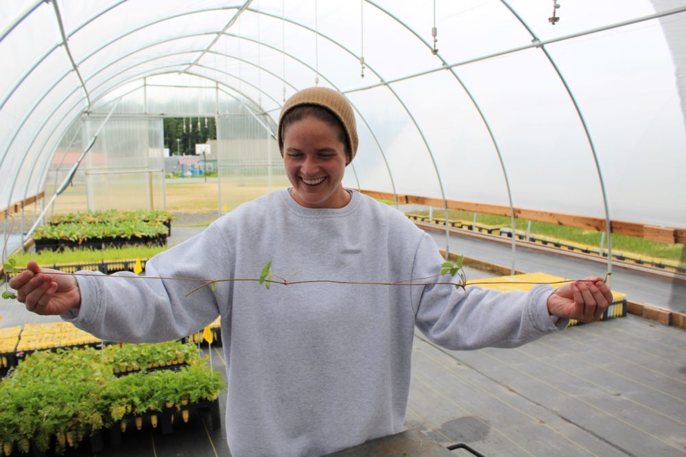Nursery Technician Ashley McElhenie shows off the impressive runners of another important prairie plant -- the prairie strawberry, Frageria virginiana. As Ashley moves closer to her December release date, she is all smiles. Photo by Jacob Meyers.
