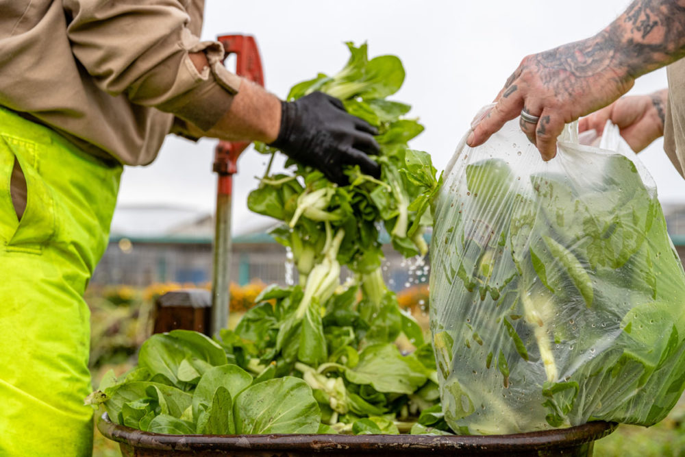 Gardeners wash and bag bok choi just harvested by their peers at Washington Corrections Center. Photo by Ricky Osborne.  