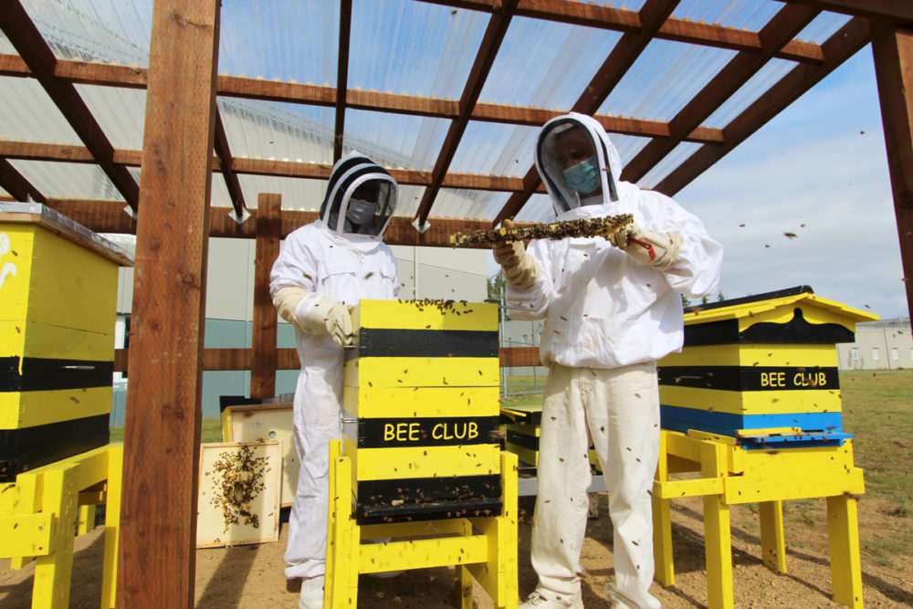 Bringing honeybees back to WCCW  Sustainability in Prisons Project