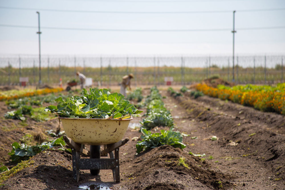 Gardeners harvest from the largest garden at Airway Heights Corrections Center; in 2015, their 100,000 ft2 of gardens grew nearly 80,000 lbs of produce for the inmates' cafeterias and local food banks. Photo by Ricky Osborne.