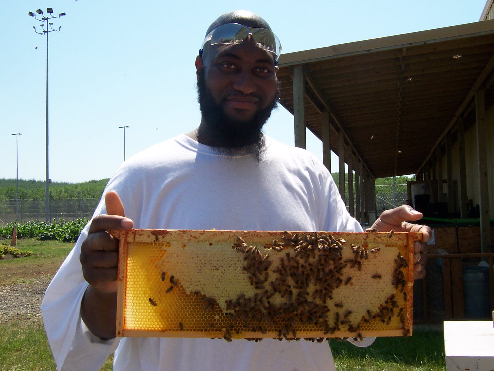 While working in the prison garden, a Stafford Creek inmate cares for the prison's beehives. Photo: Doug Raines.