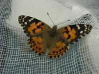 The first painted lady butterfly to eclose in the SPP lab at Evergreen.
