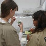 Inmate butterfly technicians at MCCCW caring for painted lady caterpillars and recording observations
