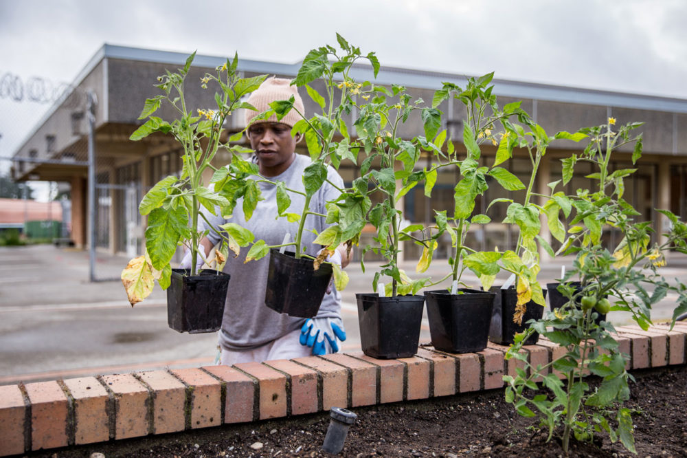 Tacoma Community College horticulture student Celeste Nathan sets out tomato plants in preparation for planting in a prison garden. Like most prison programs, this one is enriched by input and interest from community organizations and individuals. Photo by Ricky Osborne.