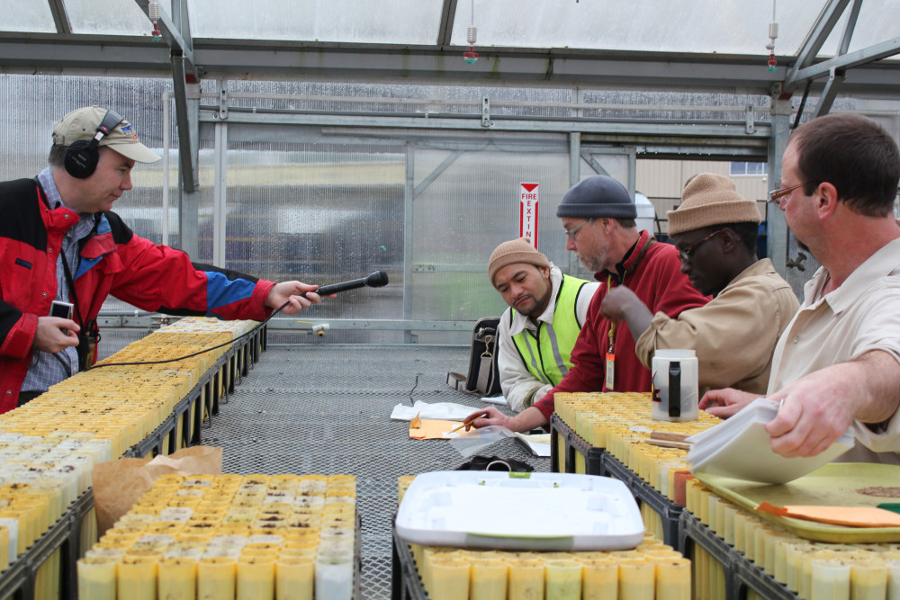 NPR's Tom Banse interviews the conservation nursery crew at Stafford Creek Corrections Center. This nursery was SPP's first conservation program, and helped grow 1.4 million rare and endangered prairie plants from 2009 to spring 2015. Photo by Ricky Johnson.