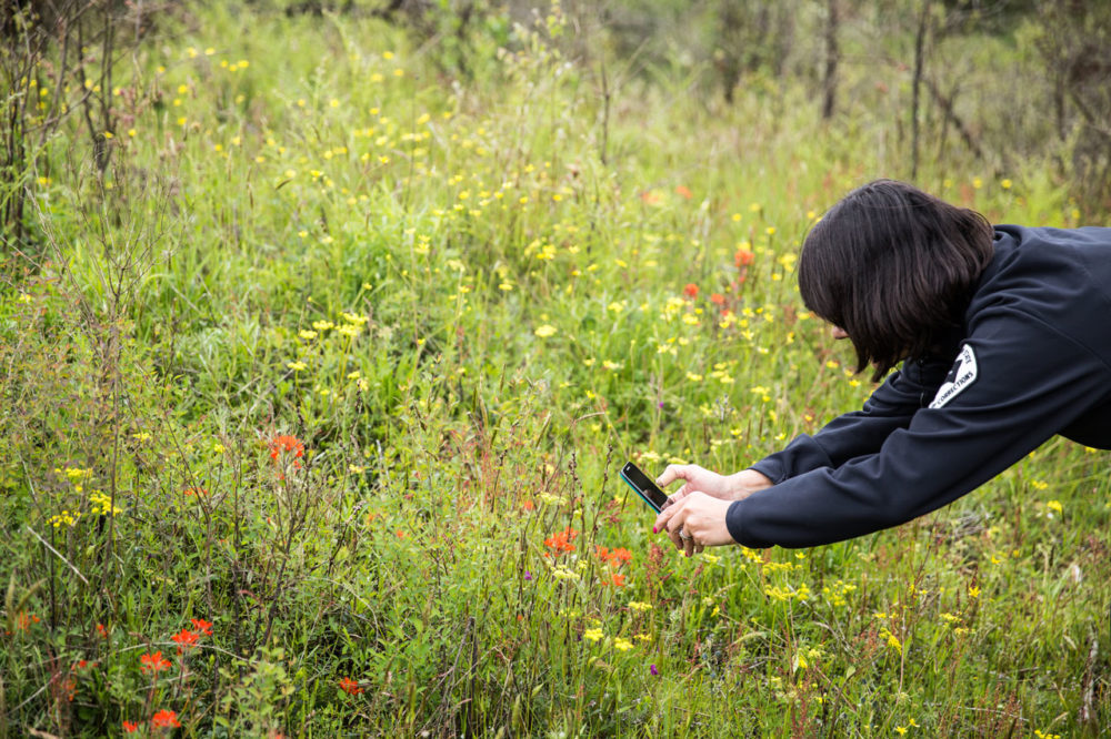 Corrections Officer Kyra Cammarata captures a photo of native prairie in bloom at Wolf Haven. Photo by Ricky Osborne.