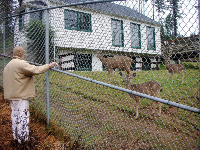 Inmate watches hungry deer eyeing the garden plot.