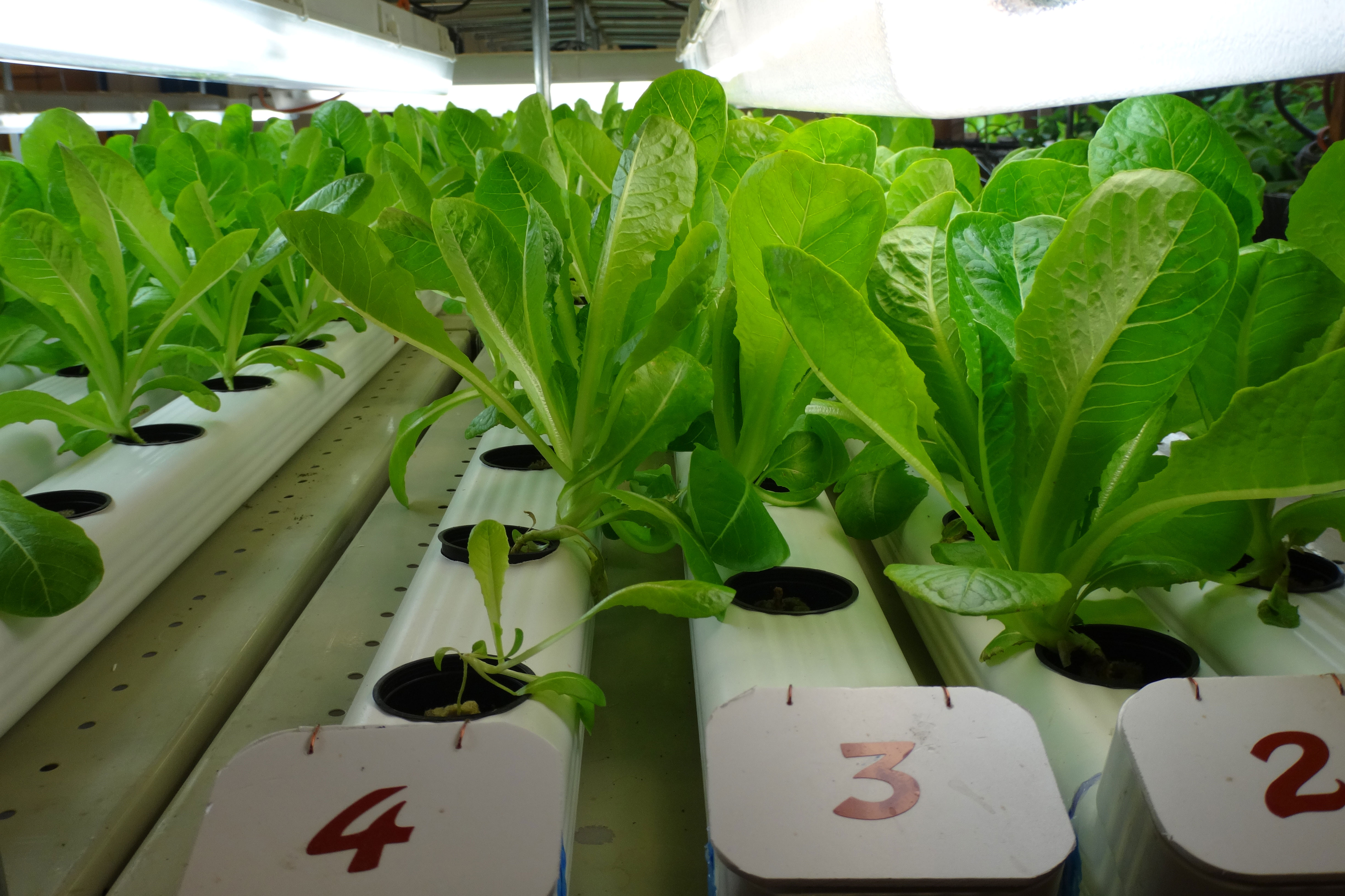 These romaine are only a few weeks old; by 6-8 weeks they will be ready for the prison kitchen.