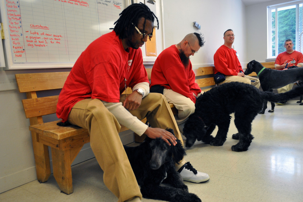Dog handlers at Cedar Creek Corrections Center train dogs for the specific needs of the veteran who will later adopt the dog. Photo by Jody Becker-Green.