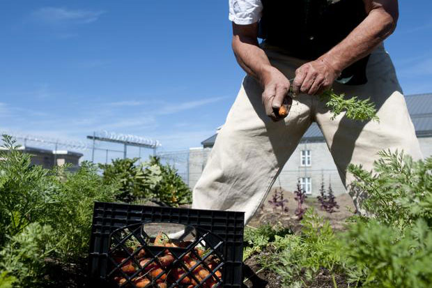 A gardener at Airway Heights Corrections Center (AHCC) harvest carrots from one of the gardens on the campus. Photo by DOC staff.