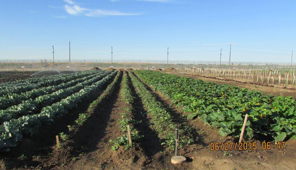 AHCC-gardens-June-2015-3