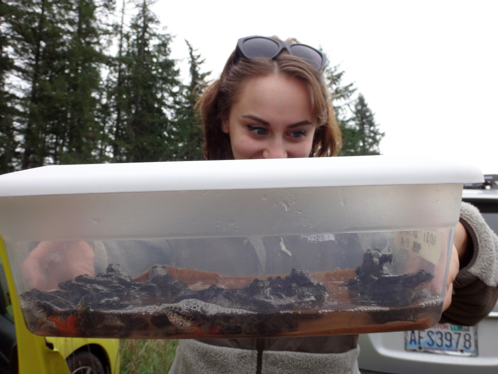 SPP's Emily Passarelli smiles adoringly at her bin of Oregon spotted frogs just before she walks them to the water's edge for release. Photo by Joslyn Rose Trivett.