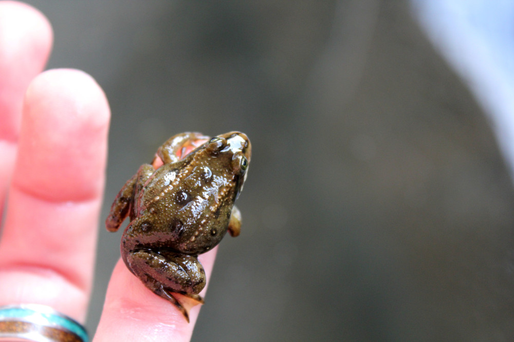 A very young frog (you can still see part of its tadpole-tail wrapped behind one of its feet) sits on the finger of a frog technician at Cedar Creek Corrections Center's rearing facility. Photo by Sadie Gilliom.