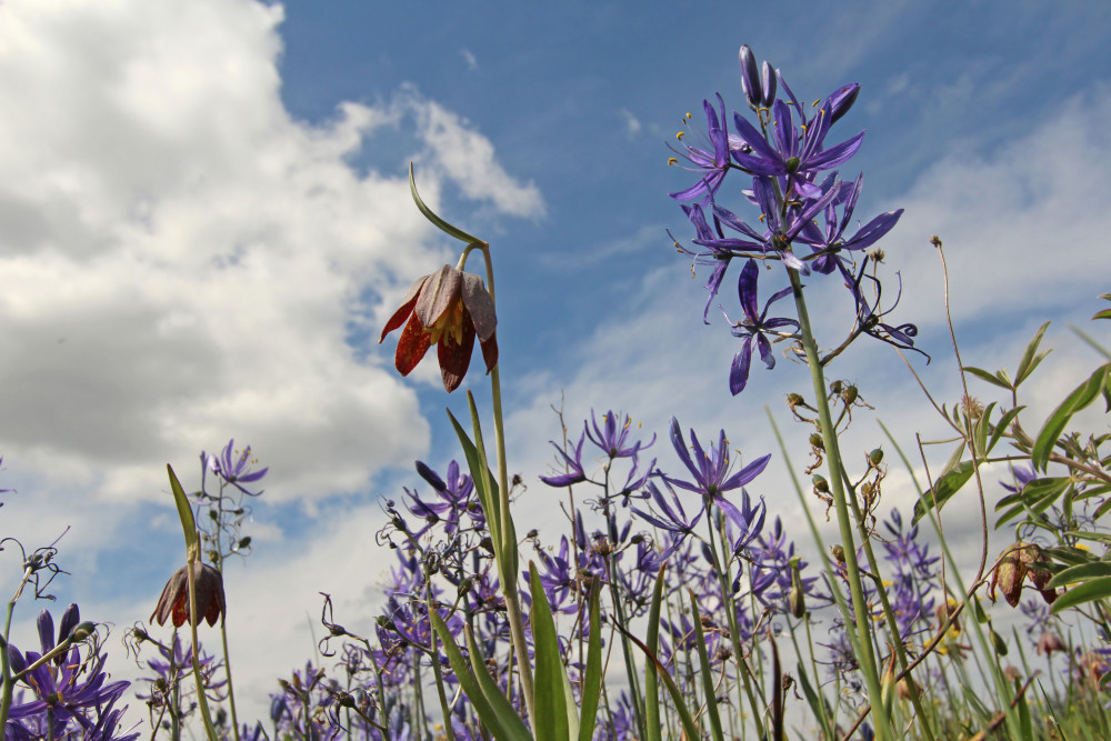 Chocolate lilies and camas bloom on a south Sound prairie; restoring these prairies is the object of many of SPP's conservation nurseries, and they have grown nearly 2 million plants for numerous restoration sites. Photo by Joslyn Rose Trivett.