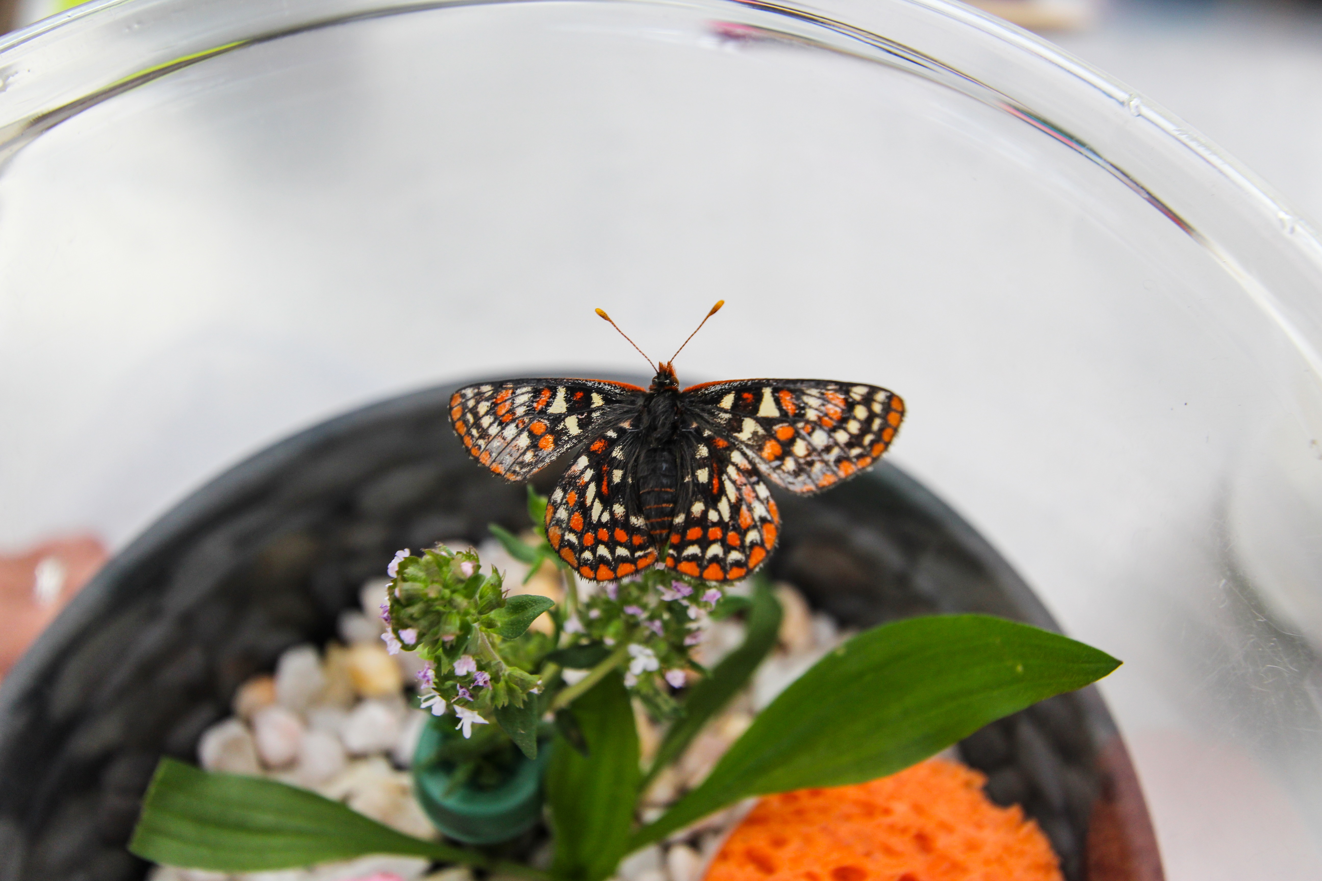 Gravid adult female placed in oviposition chamber for egg laying. 