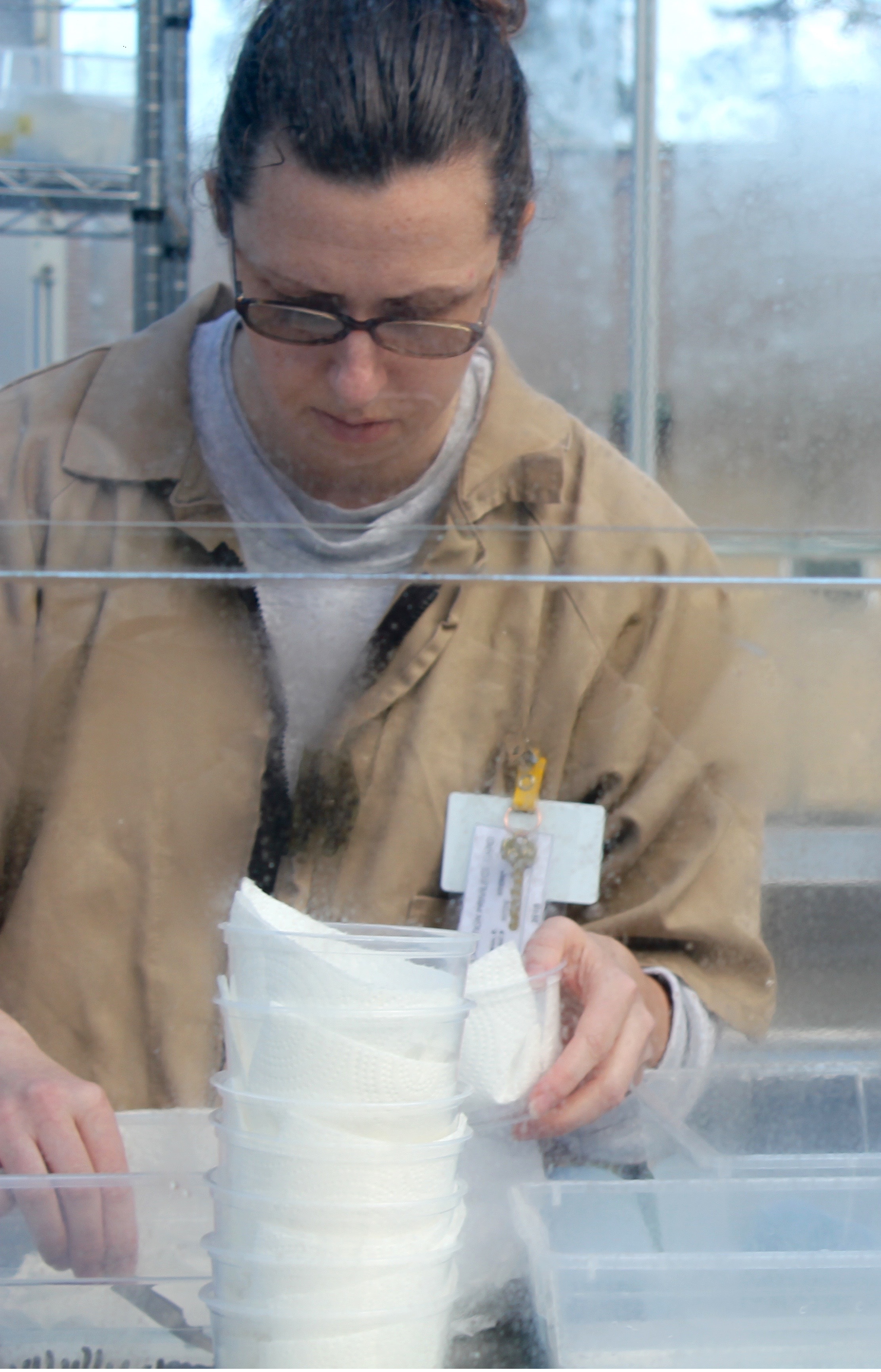 Kristina Faires "wakes up" sleeping butterfly larvae from their winter dormancy or diapause. 