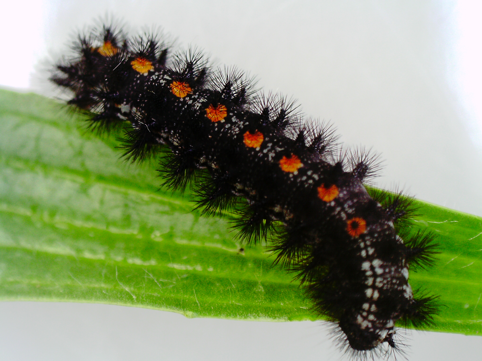 A post-diapause larva feeding captured by the butterfly technicians with a digital microscope, a recent addition to the butterfly greenhouse this season.