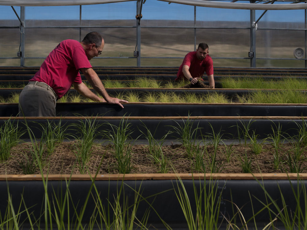 Restoration technicians work on the Emergent Pre-Vegetated Mats in the aquaponic greenhouse at Stafford Creek Corrections Center. Photo by Lucas Foglia.