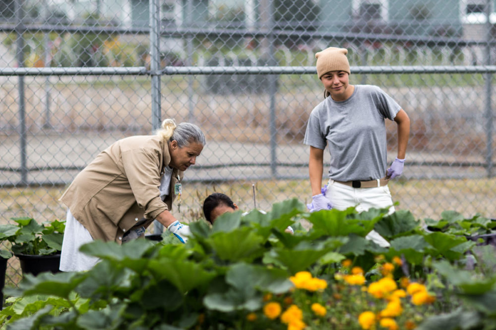 Washington Correction Center for Women (WCCW) hosts a very popular horticulture program, delivered by Tacoma Community College. Students attain credits toward an Associate of Arts degree, and tend food and flower plants throughout the grounds. Photo by Ricky Osborne. 