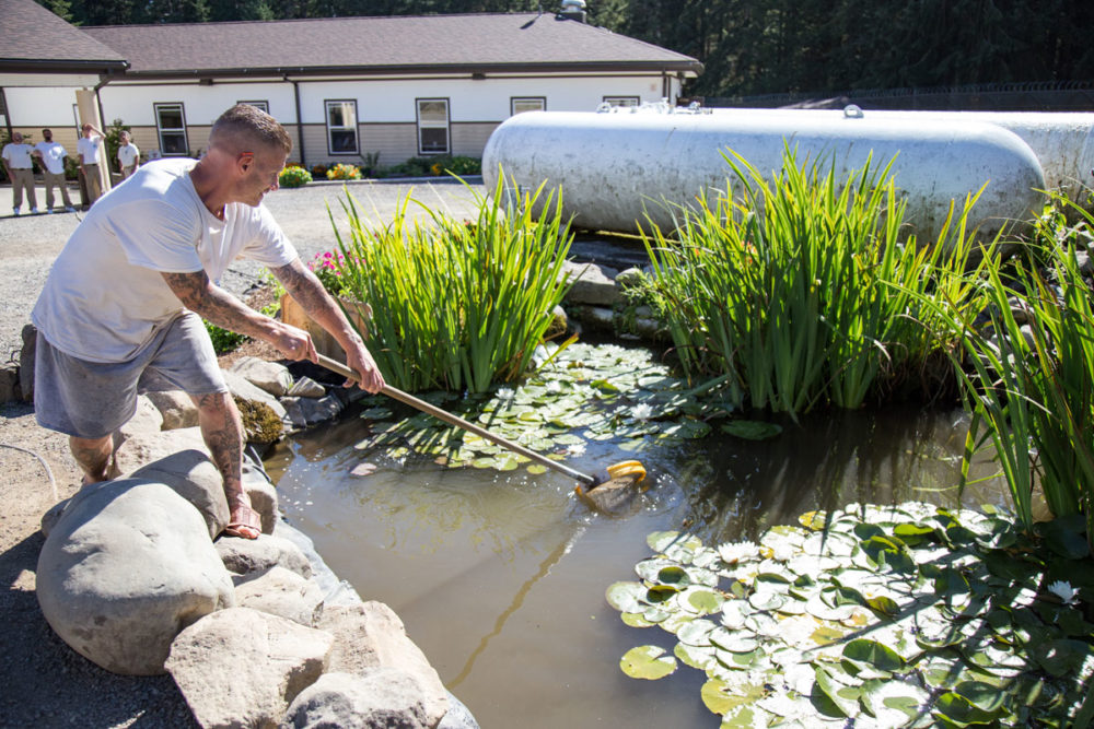 Jeff Burch cleans the pond outside his living unit at Olympic Corrections Center; he said, "This is what I do in my free time. This is my peace of mind." Photo by Ricky Osborne. 