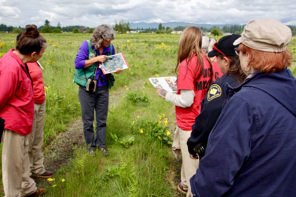 To learn more about the program and recovery efforts, SPP partners visit a Taylor's checkerspot release site. Photo by Keegan Curry.